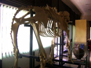 Koleksi Museum Biologi