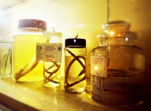 Museum Biologi UGM 2