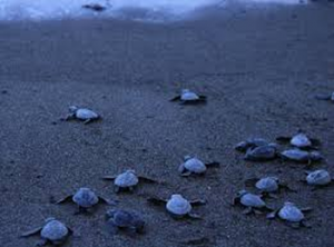 penangkaran penyu pantai samas