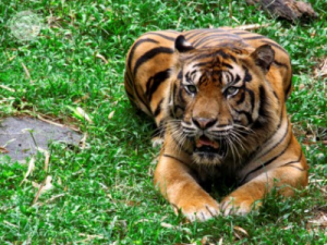 gembira loka jogja 7