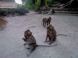 wisata kaliurang 8
