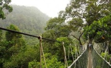 Permalink to Hutan Wanagama Wisata Alam Jogja