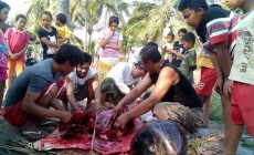 Permalink to Paus Hitam Terdampar di Pantai Karangwuni