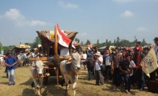 Ratusan Bajingan Meriahkan Festival Gerobak Sapi 2015