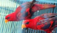 Permalink to Harga Burung Terbaru di Jogja