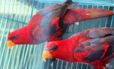 Permalink to Harga Burung Terbaru di Jogja