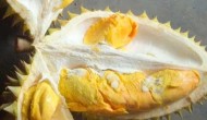 Permalink to Festival Durian Khas Gunungkidul