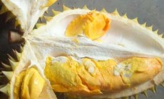 Permalink to Festival Durian Khas Gunungkidul