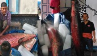 Permalink to Ikan Sebesar Manusia Milik Bapak Muhammad Idris Akhirnya Mati