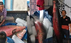 Permalink to Ikan Sebesar Manusia Milik Bapak Muhammad Idris Akhirnya Mati