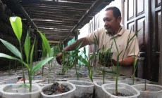 Teknik Budi Daya Jahe Warga Berbah Tanpa Lahan