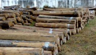 Permalink to Petani Gunungkidul Budidaya Tanaman Jati dan Mahoni