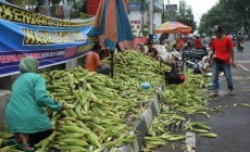 Permalink to Penjual Jagung Panen Untung di Malam Tahun Baru Permalink to Penjual Jagung Panen Untung di Malam Tahun Baru