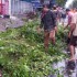 Angin Kencang Tumbangkan Pohon di Jalan Kusumanegara