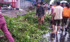 Permalink to Angin Kencang Tumbangkan Pohon di Jalan Kusumanegara