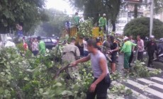 BLH Jogja Berencana Asuransikan Pohon yang Rawan Tumbang