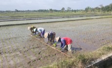 Permalink to Pertumbuhan Ekonomi Pertanian di Sleman Menurun